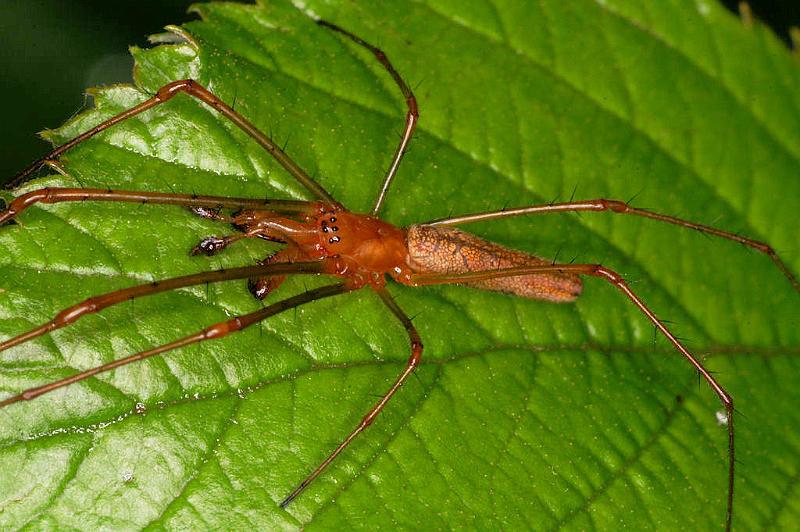 Tetragnatha_montana_D4967_Z_90_Les Gris_Frankrijk.jpg